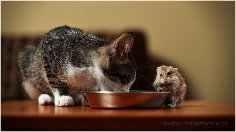 кот, хомяк Рататуйphoto preview