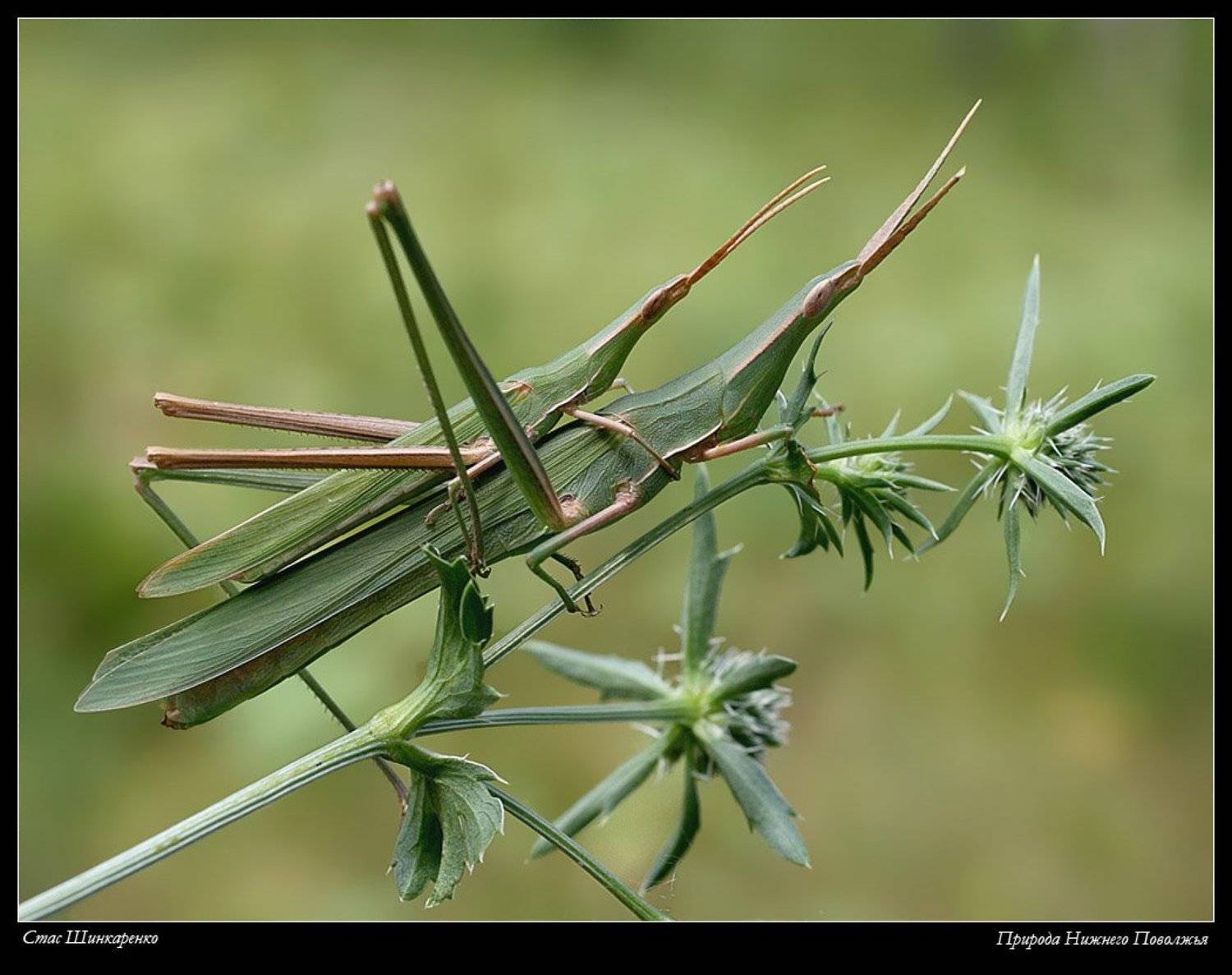 , Стас Шинкаренко