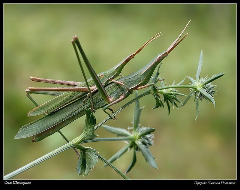 Акридыphoto preview