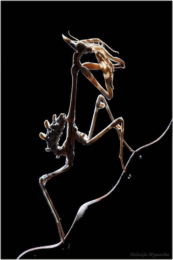 эмпуза, полосатая, empusa, fasciata, Надежда Муравьёва