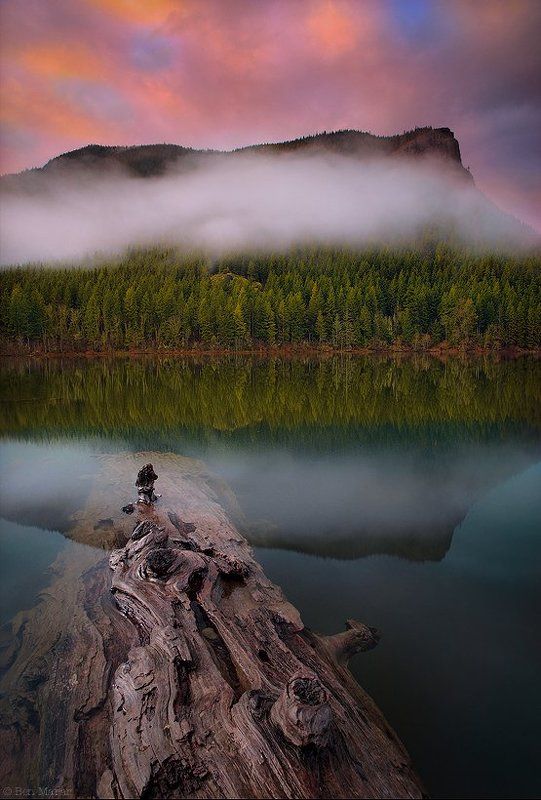 Sweet Dreams of the Rotten Logphoto preview