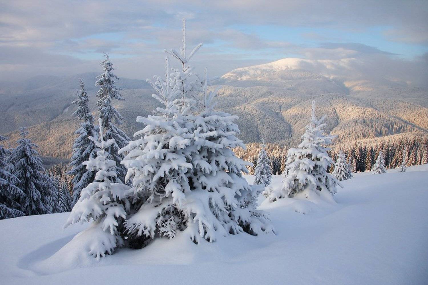 карпаты, Тарас