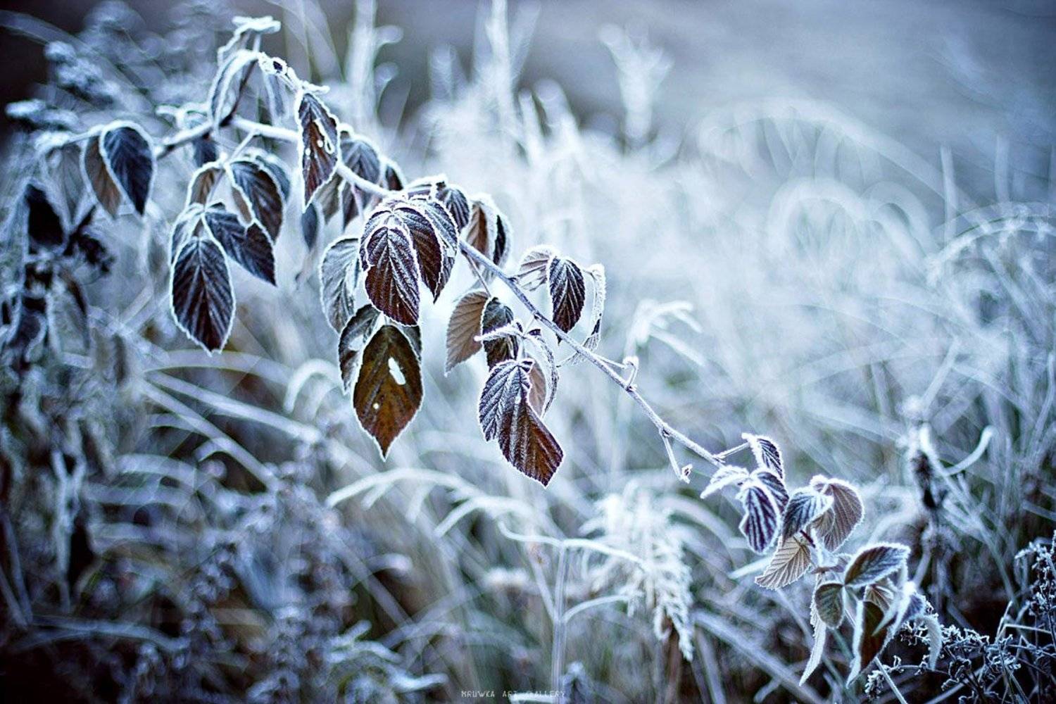 Карпатское утро (бекстейдж). Автор: Olya Mruwka , Olya Mruwka