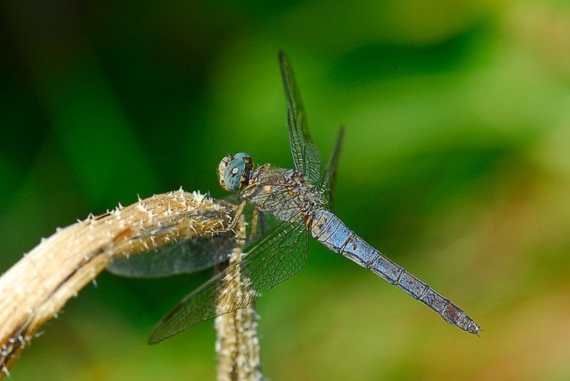 Стрекозаphoto preview