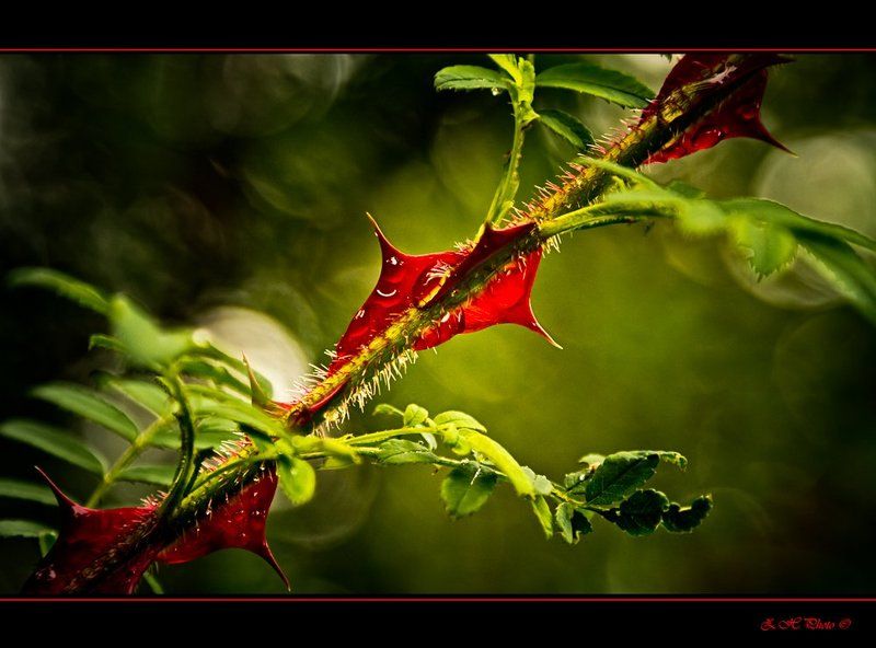 thorn, red, green, drops Red thornphoto preview