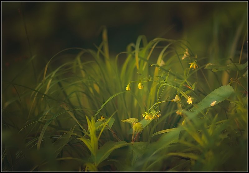 В сказочном лесу.photo preview