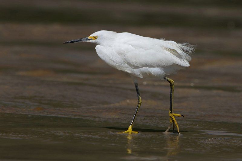 птицы, пернатые, цапли, американская белая цапля Американская бела цапляphoto preview