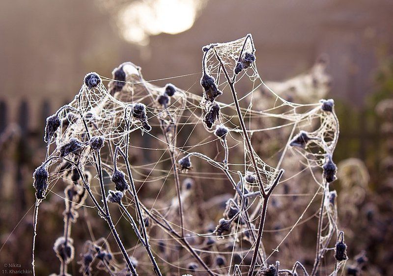 макро, иней, холод, утро, паутина Запутавшийся холод.photo preview