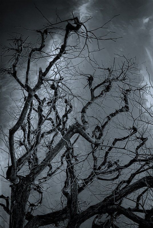 лаокоон, ассоциации Лаокоонphoto preview