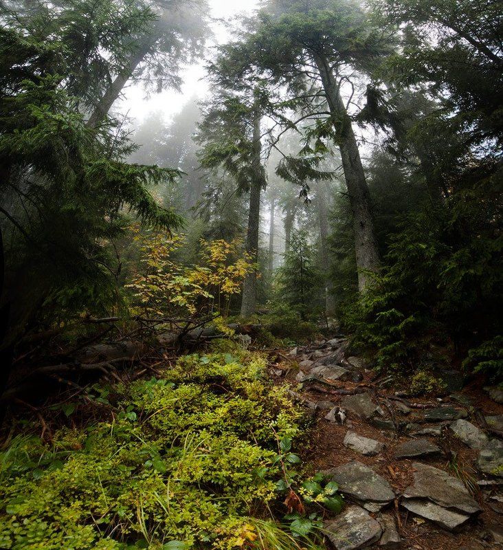 карпаты, природа, пейзаж, лес, туман, панорама глушьphoto preview