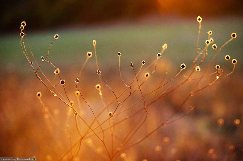 марево, сухоцвет, природа Марево сухоцветphoto preview