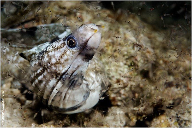 Благополучие или Чтоб я так жил!.. фото превью