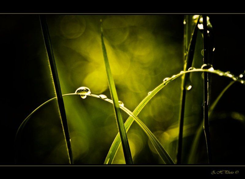drops, grass, bokeh, green Left and right dropsphoto preview