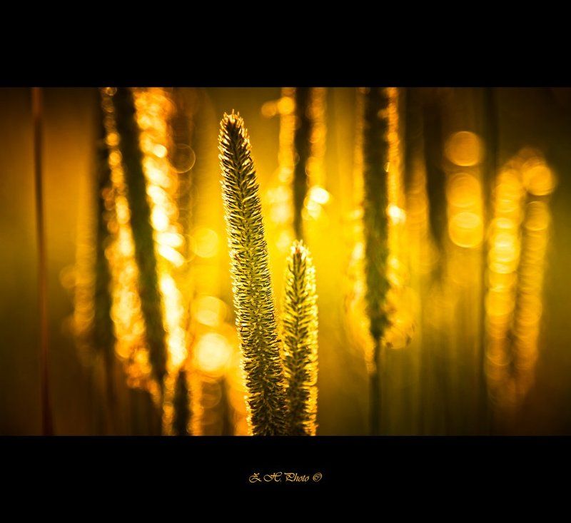 grass, tall, bokeh, green, golden, dream Flying into a golden dreamsphoto preview