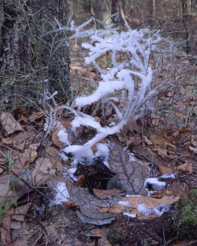 иней.заморозки.лес. Новогодняяphoto preview