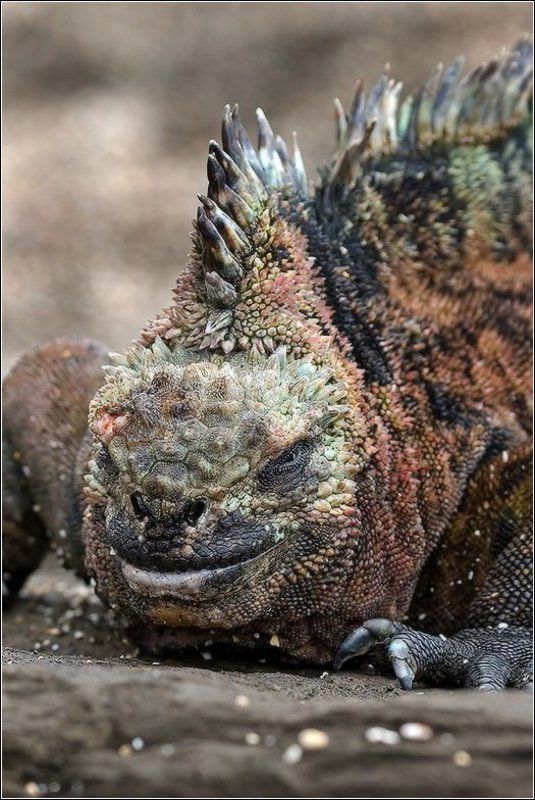 Черный дракон в карнавальном нарядеphoto preview