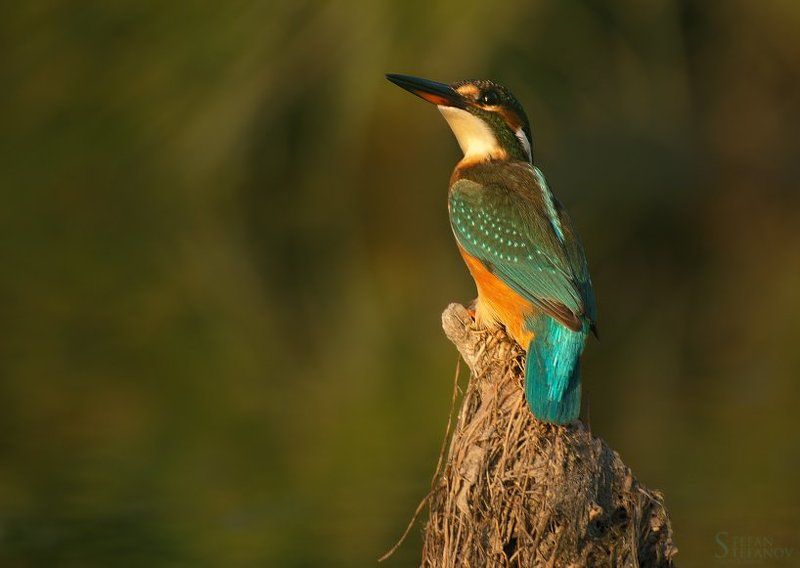 Kingsfisher фото превью