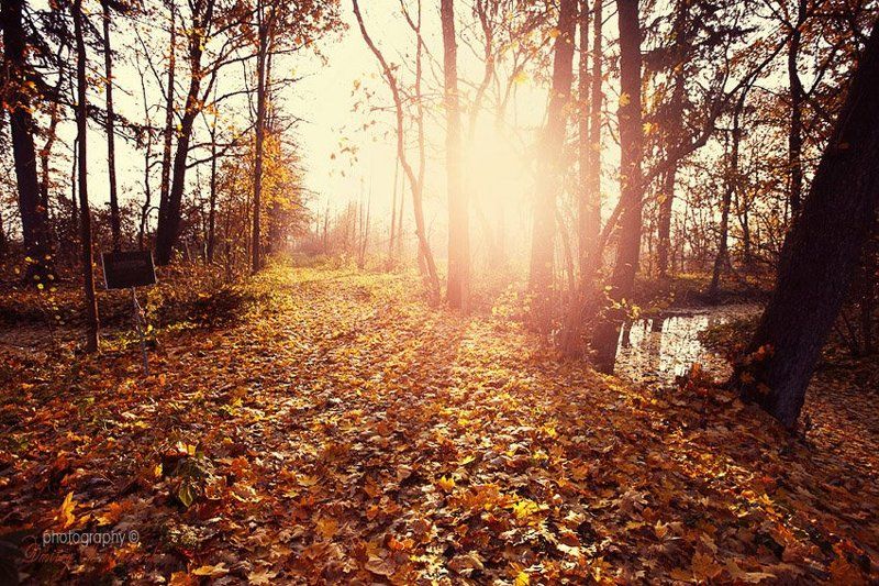 Autumn in the mansion housephoto preview