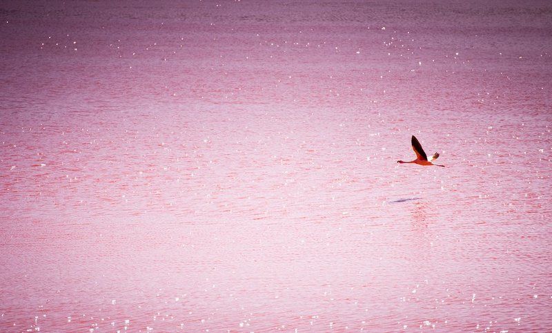 Боливия. Лагуна Колорадо.photo preview