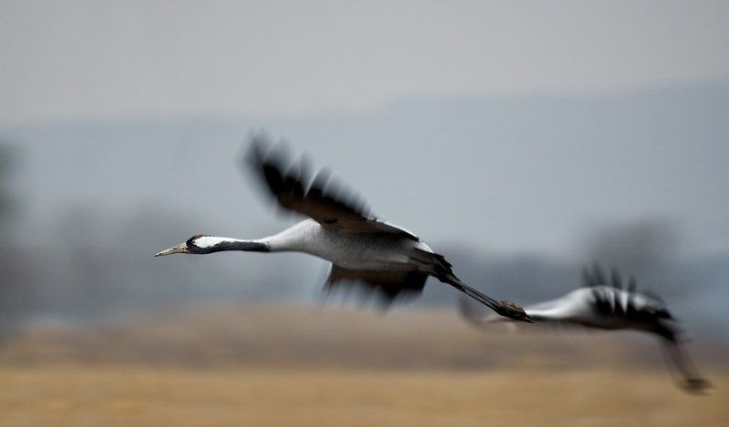 серый, журавль полеты на рассветеphoto preview
