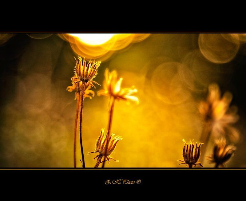 dry, flowers, golden, bokeh Cups of goldphoto preview