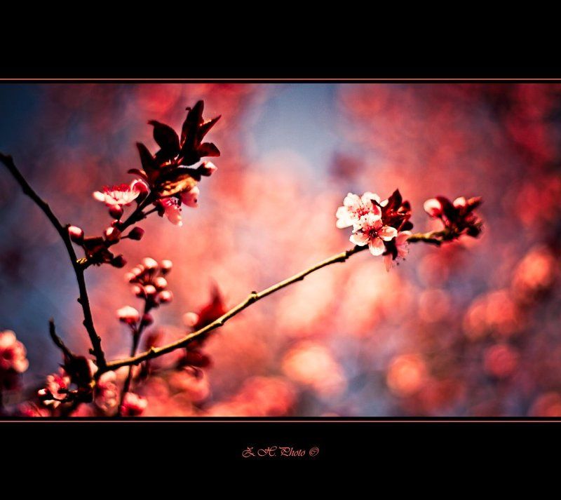chery, blossom, branches, pink, blue, bokeh Times soon to come againphoto preview