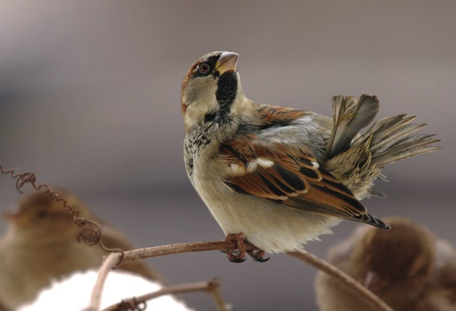 домовый воробей, passer domesticus, Sergey Volkov