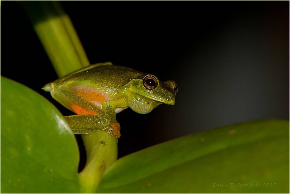 Ночной солист. Автор: Елена Давыдова земноводные, квакша, бразилия, Елена Давыдова