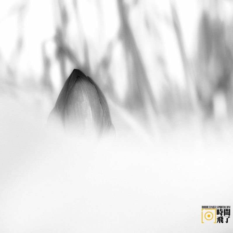 чернила, лотос, лотос чернила Лотосphoto preview