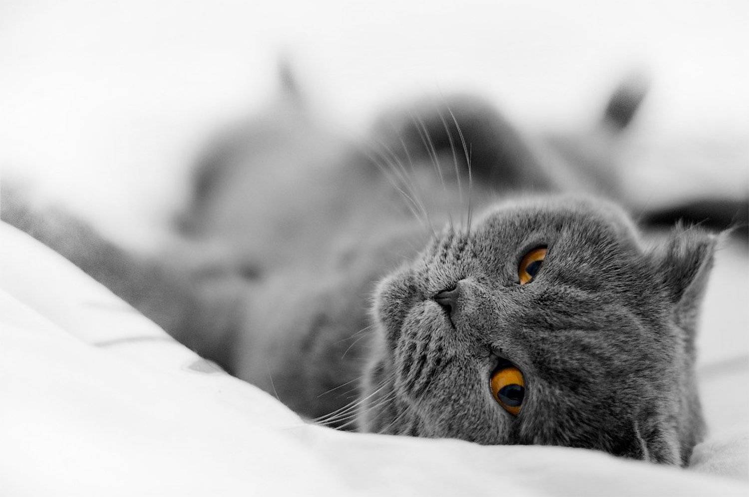 ***. Автор: Андрей Кобыща кошка, шотландская, вислоухая, Андрей Кобыща