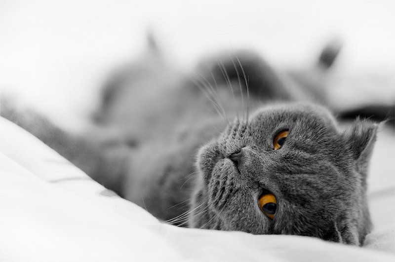 кошка, шотландская, вислоухая ***photo preview