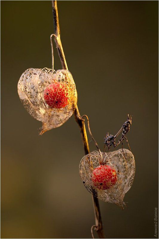 эмпуза, физалис Принц на горошинеphoto preview