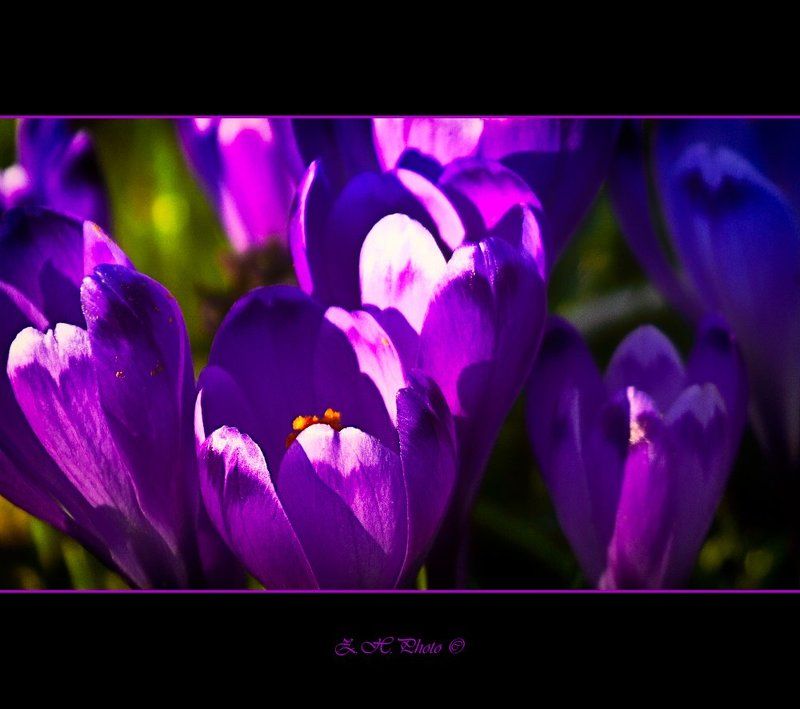 crocus, flowers, violet, green Crocusphoto preview