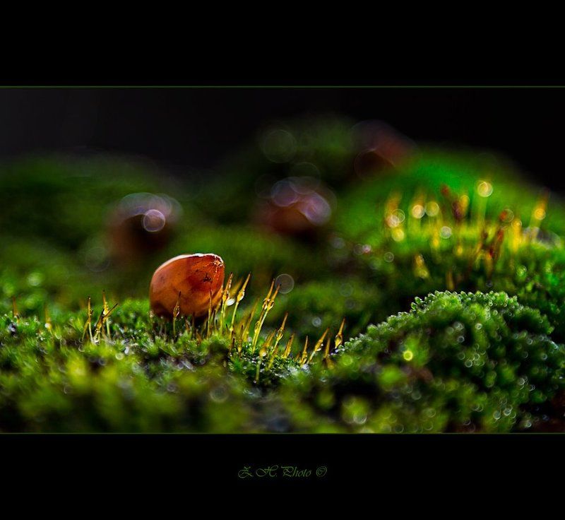 moss, dry, seed, bokeh, green, golden, tribute, alex, arnaoudov Tribute tophoto preview