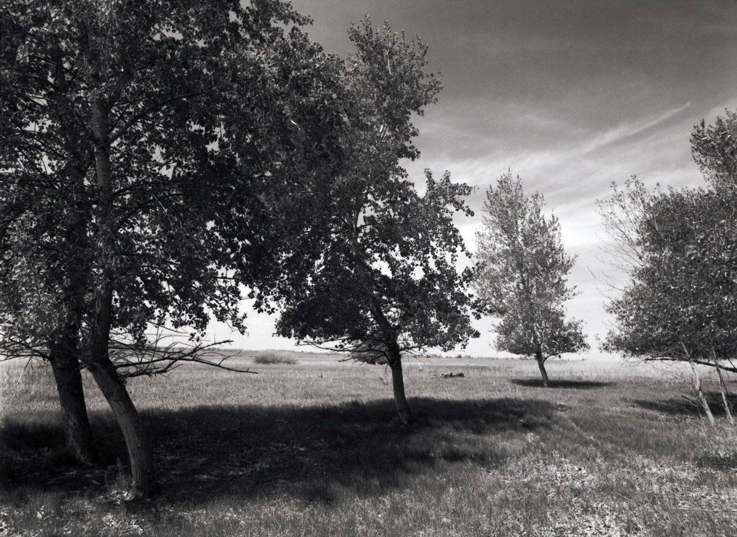 Тополя. Автор: Вадим тополя.трава.листва.деревья., Вадим