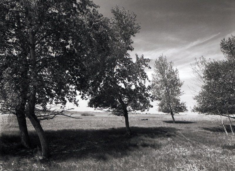 тополя.трава.листва.деревья. Тополяphoto preview