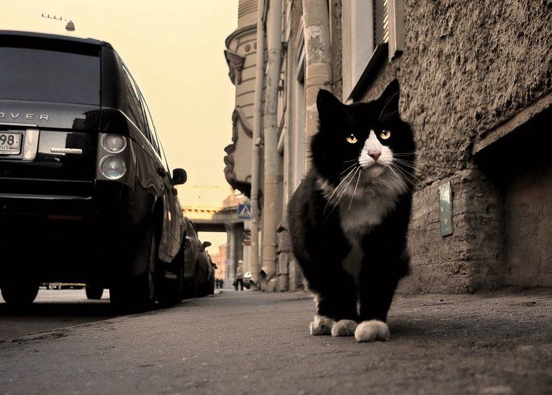 питерский...кореннойphoto preview