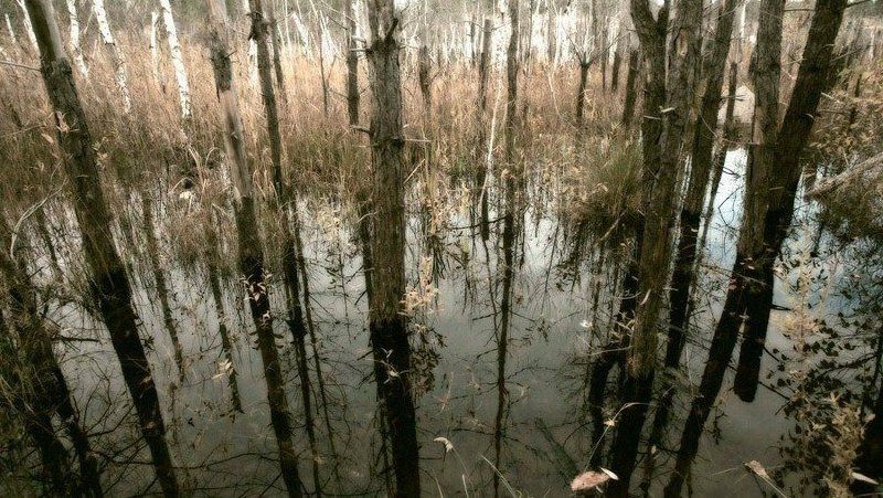 природа, пейзаж, осень Осень цвета хаки-2photo preview