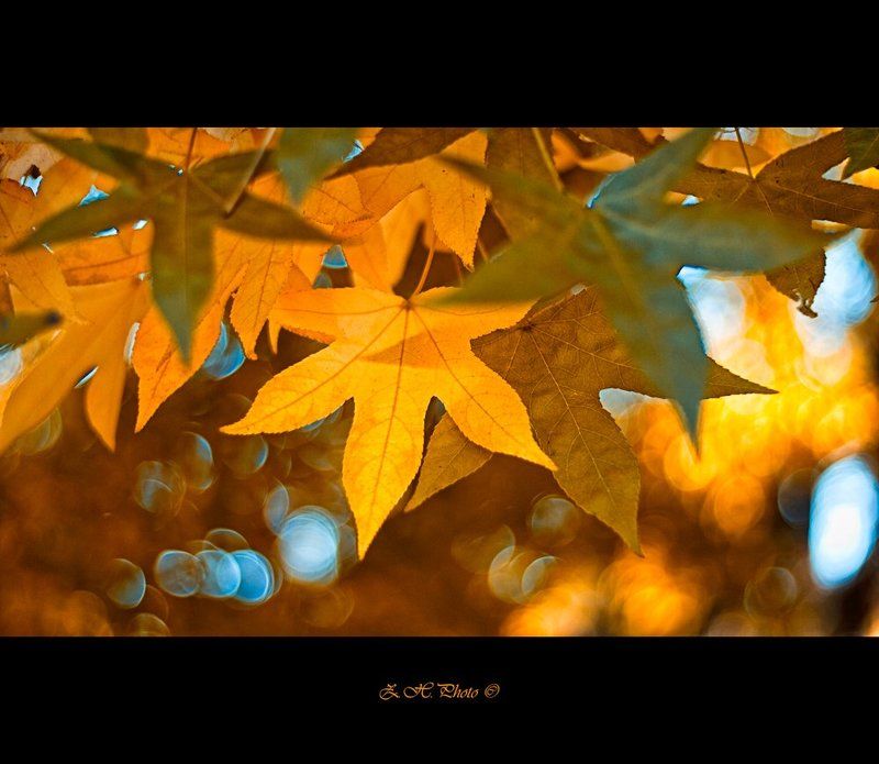 leaves, golden, bokeh, autumn Under the golden leavesphoto preview