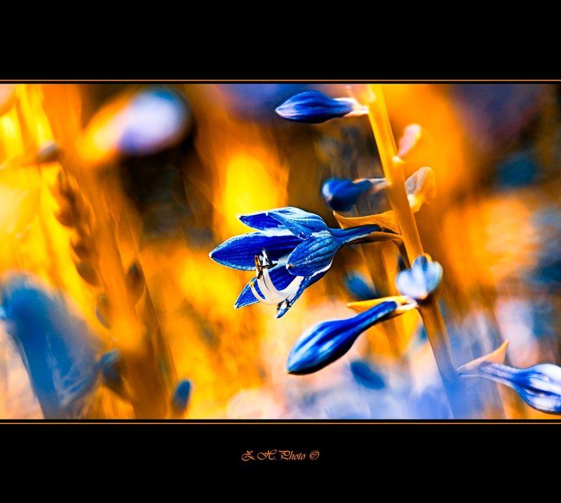 flower, bell, bokeh, golden, blue In false colors IIIphoto preview