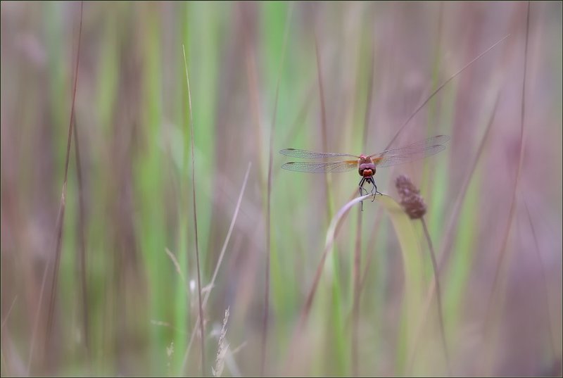 Невидимка.photo preview