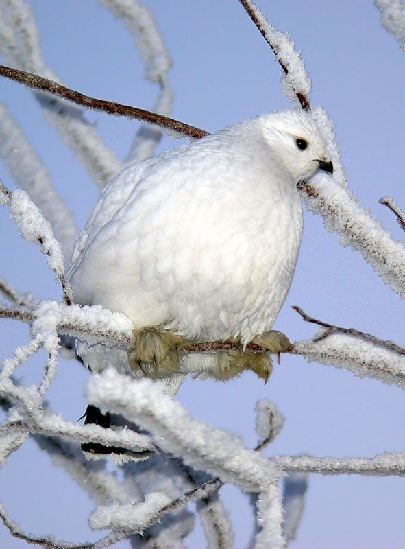куропатка Куропатка белаяphoto preview