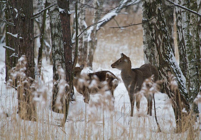 олень, олени, пятнистый олень Однажды утром Рождестваphoto preview