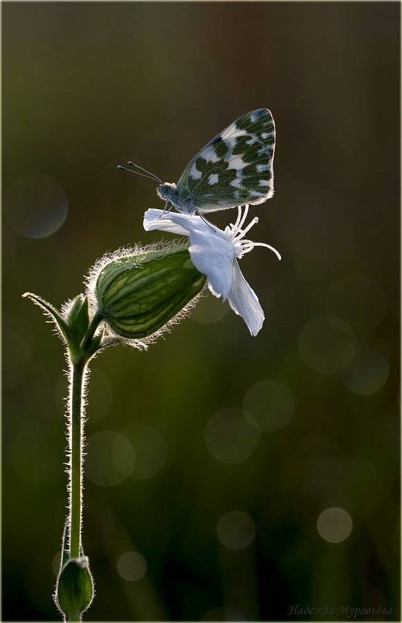 белянка, рассвет, роса, Надежда Муравьёва