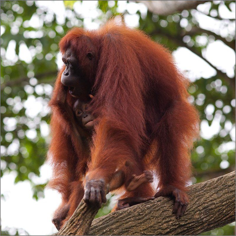 С мамойphoto preview