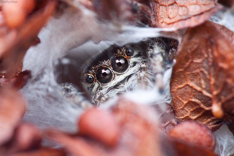 ростислав, макро, 100мм Мой дом-моя крепостьphoto preview