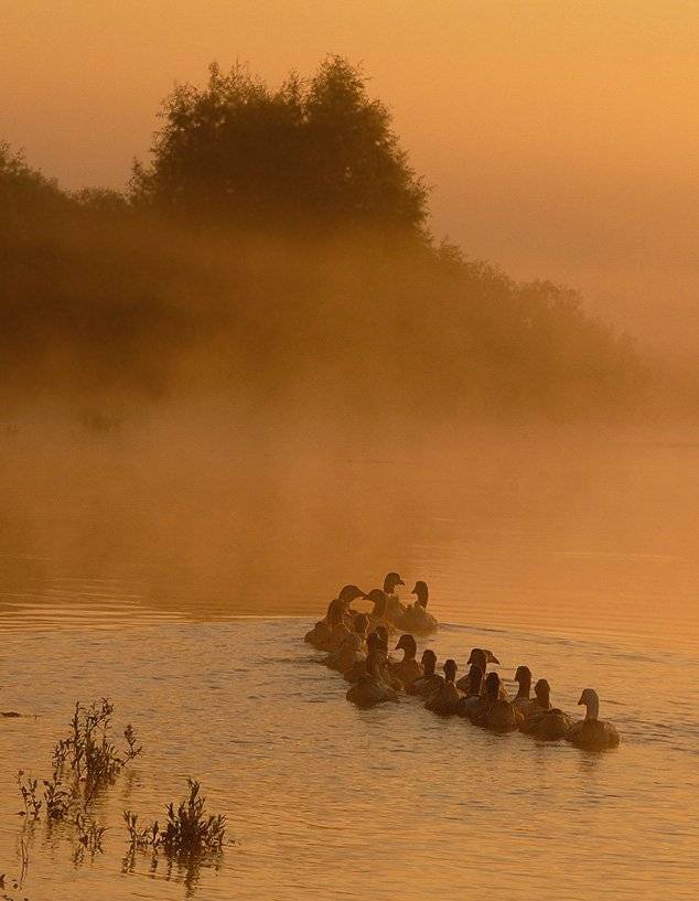 В колонну по два. Автор: Александр , Александр