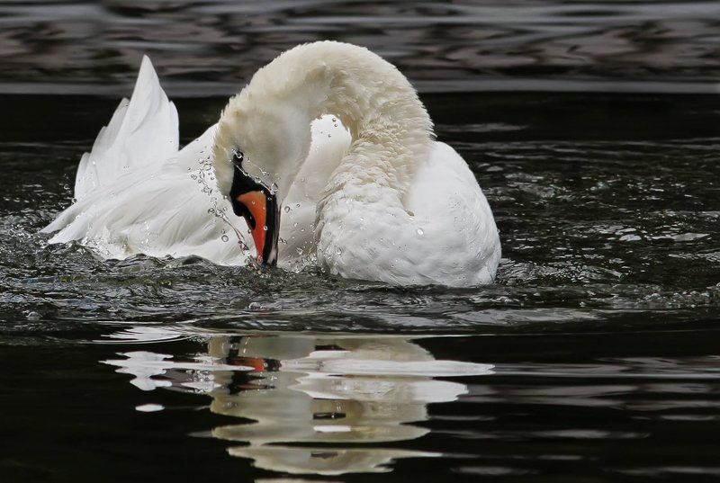 животные, птицы, лебеди ***photo preview