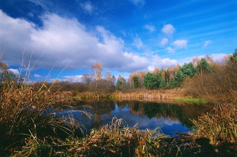 пруд.небо.облака.лес.трава. Деревенский прудphoto preview