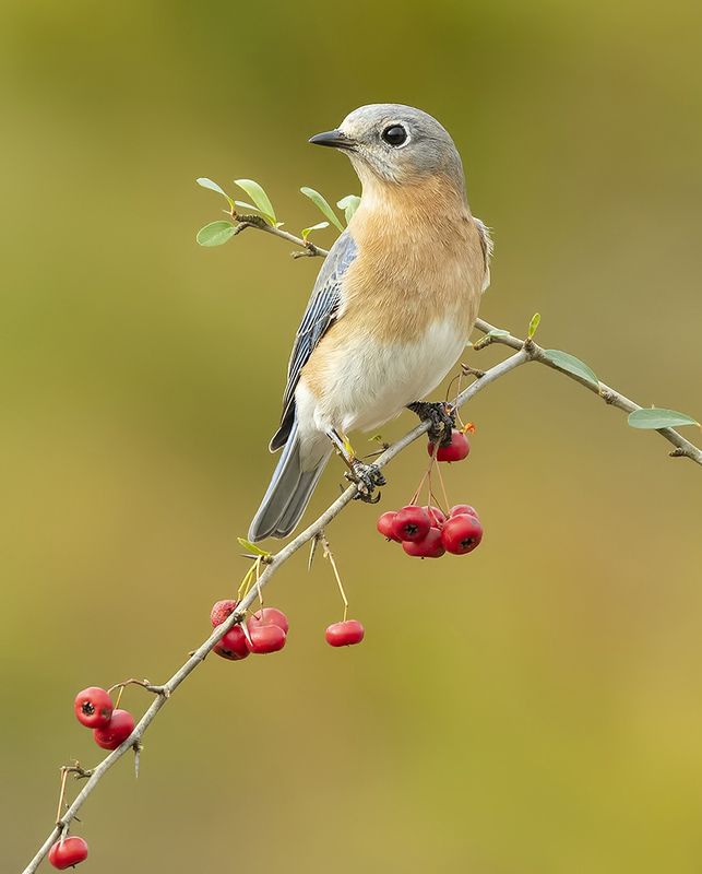 восточная сиалия, eastern bluebird,bluebird Восточная сиалия (самка) - Eastern Bluebird femalephoto preview